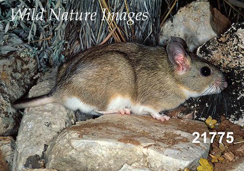 White-toothed Woodrat (Neotoma leucodon)